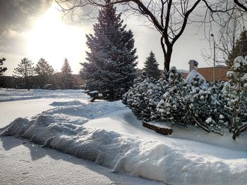 Snow covered trees on snow covered landscape