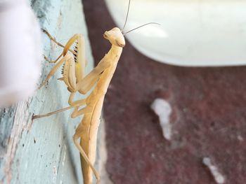 Close-up of insect