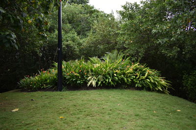 Trees and grass in park