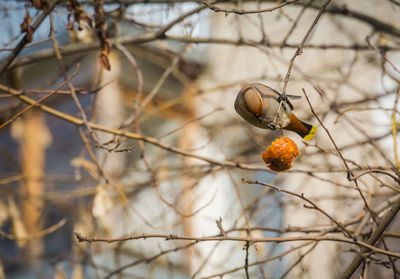 Close-up of fruits on branch