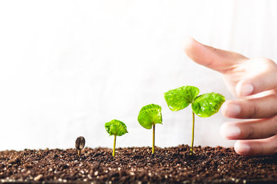 Close-up of hand cupped around saplings