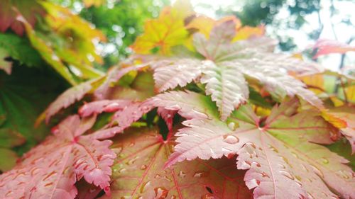 Close-up of raindrops on pink leaves