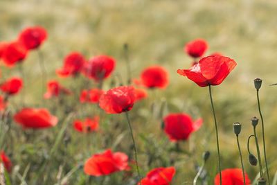 Close-up of red poppy flowers on field