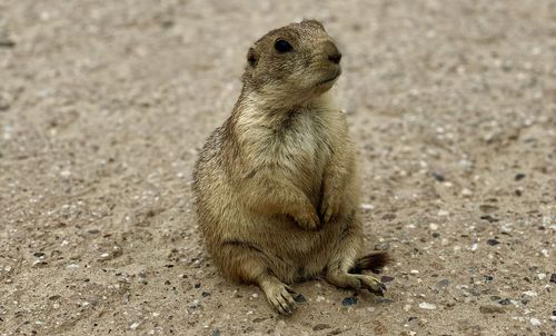 Close-up of squirrel sitting on field