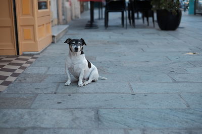 Portrait of dog sitting outdoors