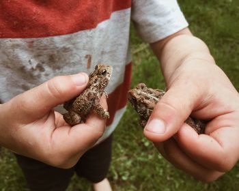 Cropped image of man holding frogs while standing at grassy field