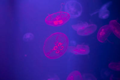 jellyfish