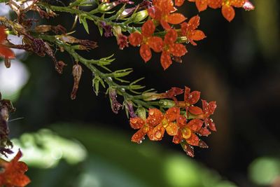 Close-up of orange leaves on plant