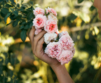Close-up of hand holding pink rose