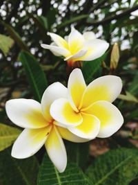 Close-up of yellow flowers