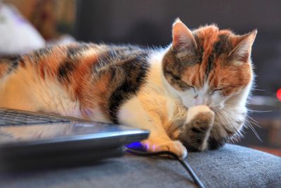 A cat licking a paw