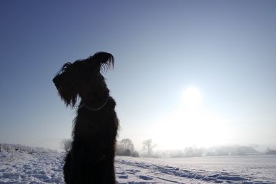 View of dog on snow covered land