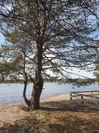 Trees by lake against sky