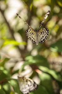 Close-up of butterfly pollinating on flower