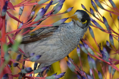 Close-up of bird perching outdoors