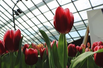 Close-up of tulips blooming in bloom