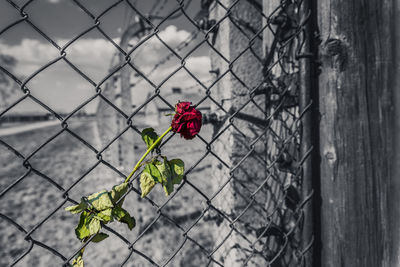 Close-up of red flowering plants against fence