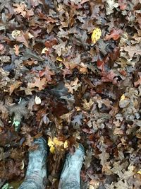 Low section of person standing on maple leaves