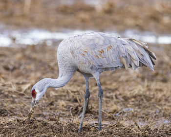 View of bird on field