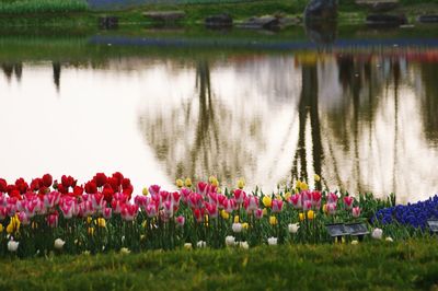Pink tulips on field by lake