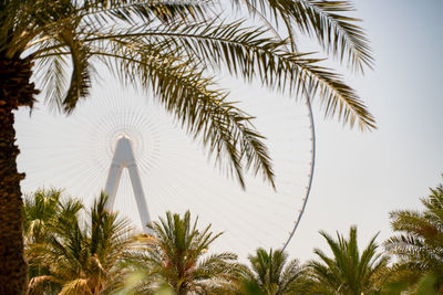 Low angle view of palm trees against sky