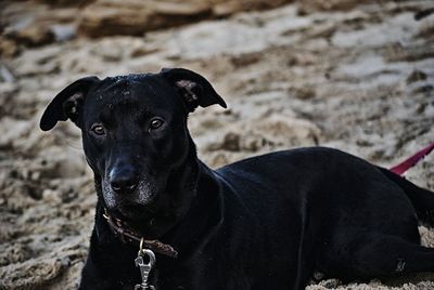 Portrait of dog