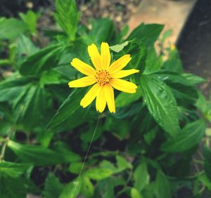 Close-up of yellow daisy flower