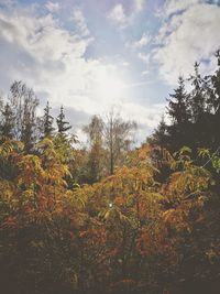 Plants on landscape against sky