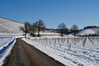 Bare trees on snow field against clear blue sky