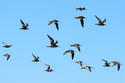 Low angle view of birds flying against clear sky