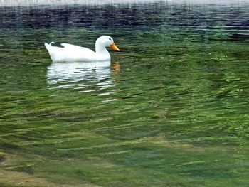 Swan swimming in lake