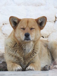 Close-up portrait of dog sitting on snow