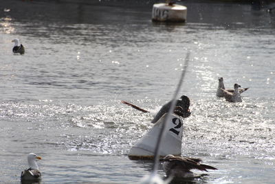 View of ducks swimming on lake