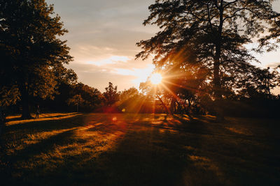 Sunlight streaming through trees on field during sunset