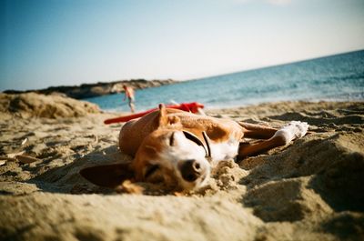 Close-up of dog relaxing on sand at beach