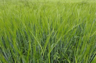 Full frame shot of corn field