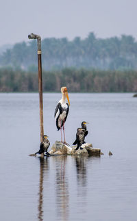 Birds perching on a lake