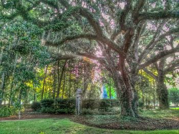 Trees in park