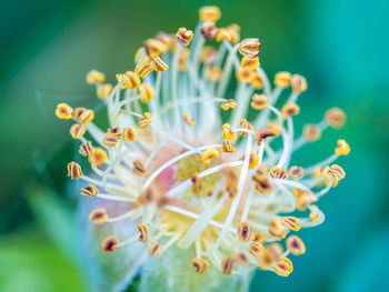 Close-up of flowers growing in plant