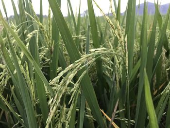 Close-up of crops growing on field