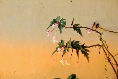 Close-up of pink flowering plant against wall