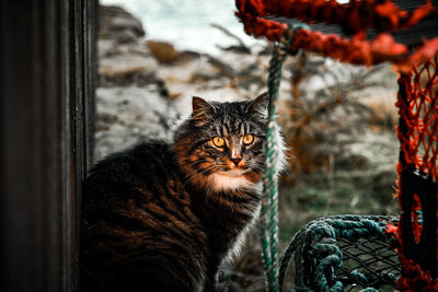 Close-up of cat sitting on window