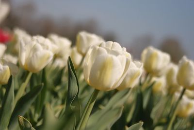 Close-up of white tulips 