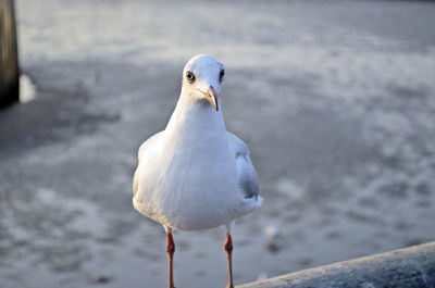 Close-up of seagull perching on a sea