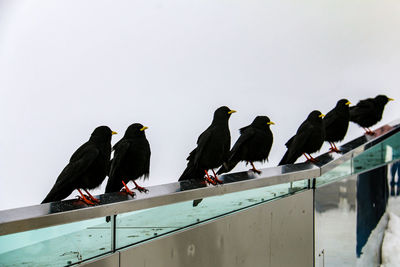 Birds perching on railing against sky