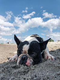 Close-up of a dog lying on land