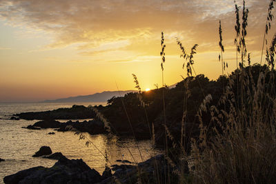 Silhouette plants by sea against sky during sunset