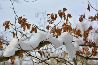 Close-up of snow covered tree against sky