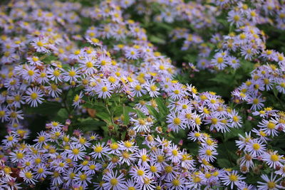 Close-up of pink flowers