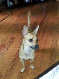 High angle view of dog on wooden floor